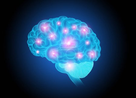 Foto de Ilustración de anatomía médica del cerebro humano - Imagen libre de derechos