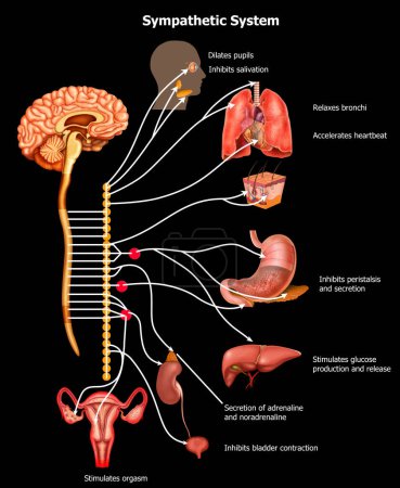 Parasympathische und sympathische Symptome des menschlichen Nervensystems Medizinische Anatomie Illustration
