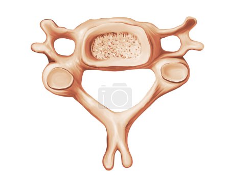 Columna vertebral - Cuarta vértebra cervical Ilustración médica