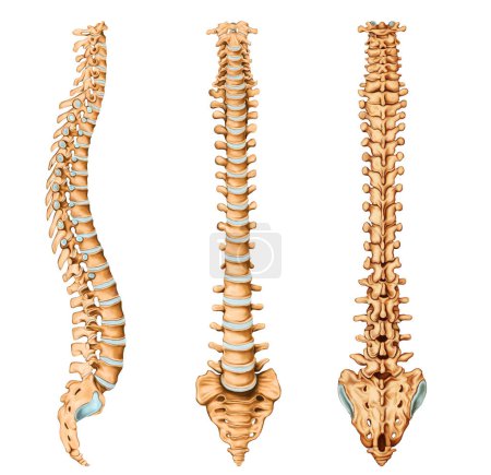 Anatomía de la columna vertebral Ilustración médica