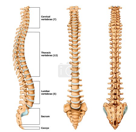 Anatomía de la columna vertebral Ilustración médica con etiqueta