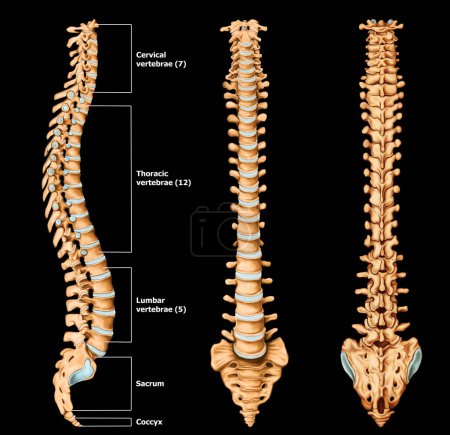 Anatomía de la columna vertebral Ilustración médica con etiqueta Fondo negro