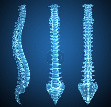 Anatomía de la columna vertebral Ilustración médica Radiografía