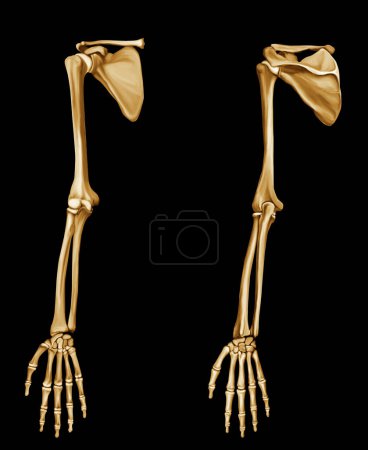 Anatomía ósea de mano delantera y trasera