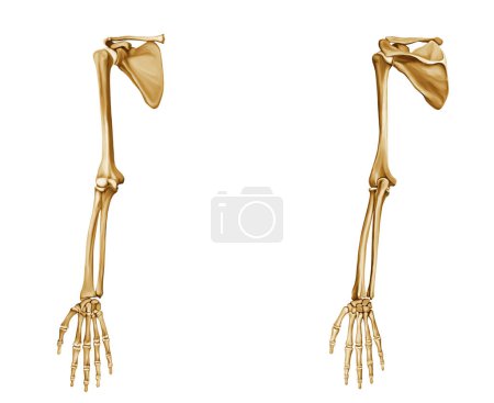 Anatomie des os de la main avant et arrière fond blanc