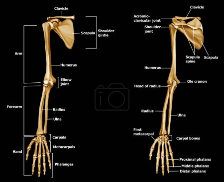 Anatomie osseuse à la main Étiquetage avant et arrière fond noir