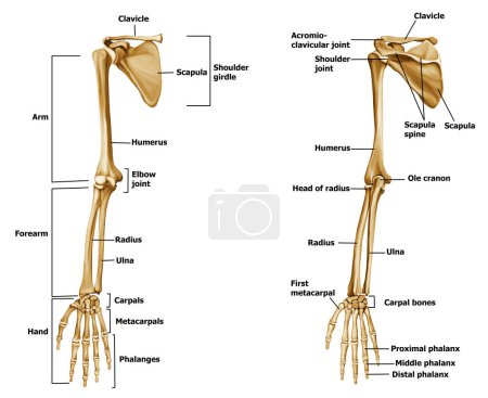 Anatomía ósea de mano Etiquetado frontal y posterior