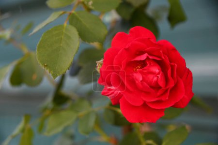 Photo for Flower of red petals with background of green leaves bloomed in spring - Royalty Free Image