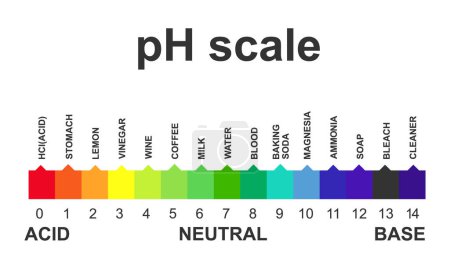 Ilustración de Escala de pH aislada sobre fondo blanco. Ilustración vectorial - Imagen libre de derechos