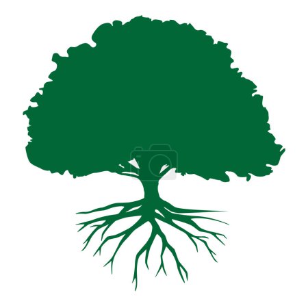 Foto de Árbol de roble silueta verde con raíces aisladas sobre fondo blanco. Ilustración vectorial - Imagen libre de derechos