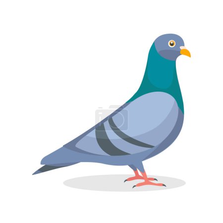 Cartoon character pigeon bird isolated on white background. Vector illustration