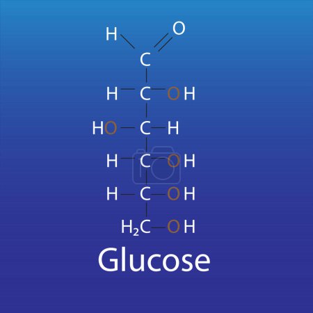 Foto de All Structures of glucose linear forms bio molecule - Imagen libre de derechos