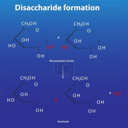 Photo for Disaccharide formation from monosaccharide subunits glycosidic bond formation - Royalty Free Image