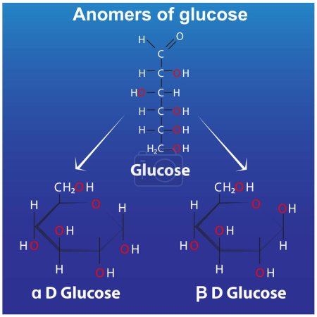 Téléchargez les illustrations : Anomers of glucose pyranose alpha d glucose and beta d glucose ring forms of glucose - en licence libre de droit