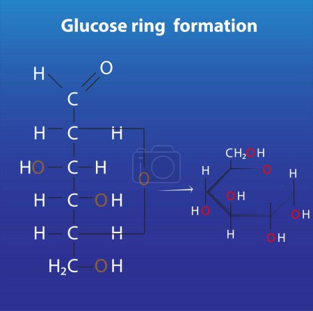 Ilustración de Formación de anillos de glucosa bioquímica anomers de glucosa - Imagen libre de derechos