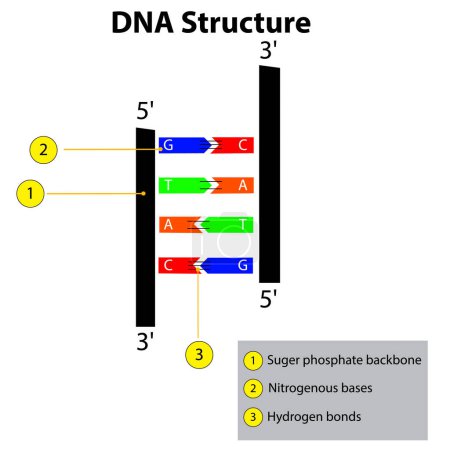 Téléchargez les illustrations : Structure des brins d'ADN ADN acide nucléique liaisons hydrogène biochimie diagramme génétique marqué - en licence libre de droit