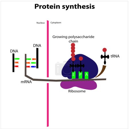 Ilustración de Proceso de síntesis de proteínas transcripción traducción ribosomas - Imagen libre de derechos