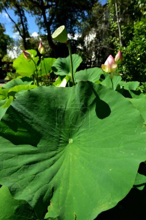 Téléchargez les photos : Le Saint Lotus a des fruits qui est une gousse en forme de conique avec les graines disposées dans des trous et d'énormes feuilles ainsi que des fleurs roses - en image libre de droit