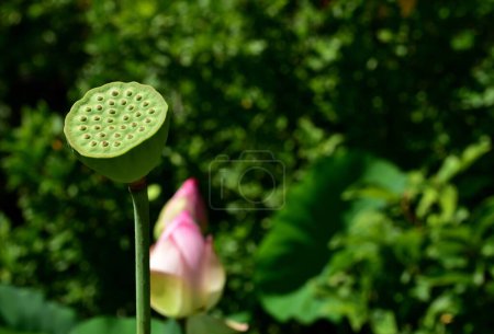 Téléchargez les photos : Le Saint Lotus a des fruits qui est une gousse en forme conique avec les graines disposées dans des trous - en image libre de droit