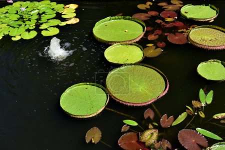 Photo for Victoria cruziana is a tropical species of flowering plant, of the Nymphaeaceae family of water lilies native to South America - Royalty Free Image