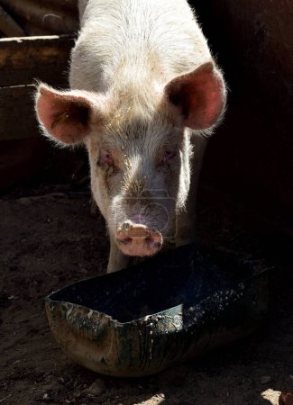 Téléchargez les photos : Un porc qui mange et regarde autour de lui pour s'assurer que sa nourriture est saine - en image libre de droit