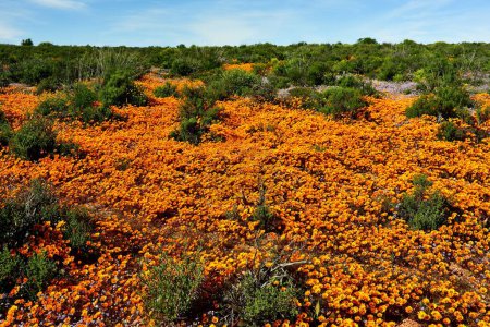 A patch of orange and purple Namaqualand daisies in flower season in the Northern Cape of South Africa