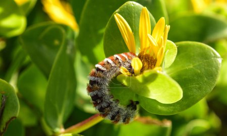 Eutricha capensis caterpillar on yellow flower in Namaqualand of the Northern Cape in South Africa