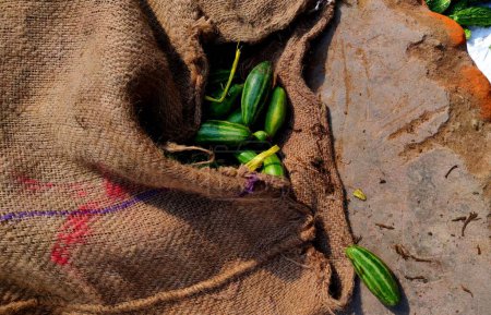 Calabaza puntiaguda en un saco de yute Trichosanthes dioica Roxb es una planta tropical perenne de cucurbitáceas con su origen en el subcontinente indio. También se conoce como parwal, palwal, potol o parmalina.