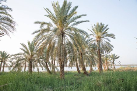 Foto de Hermosa vista de la isla de Fatnas en Oasis de Siwa, Egipto - Imagen libre de derechos