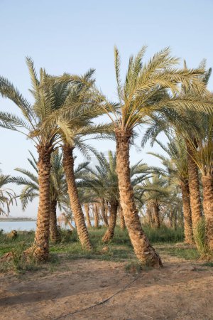 Foto de Hermosa vista de la isla de Fatnas en Oasis de Siwa, Egipto - Imagen libre de derechos