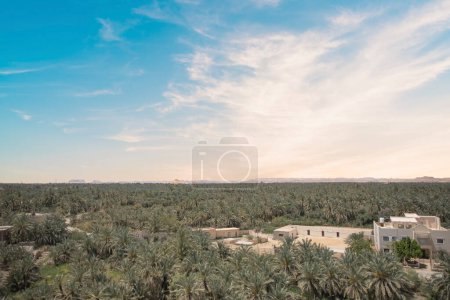 Foto de Hermosa vista de la arboleda de dátiles de Gebel al-Mawta en Oasis de Siwa, Egipto - Imagen libre de derechos