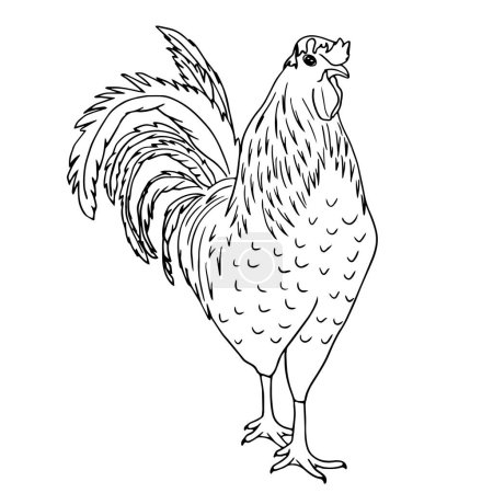 Illustration for Rooster bird in vector illustration, hand drawing - Royalty Free Image