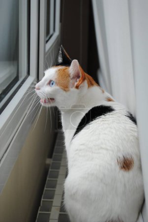 Curious Feline Delight: Gato blanco con manchas negras y naranjas mira por la ventana, vocaliza emoción a la vista de un pájaro: captura de la esencia lúdica de la maravilla felina