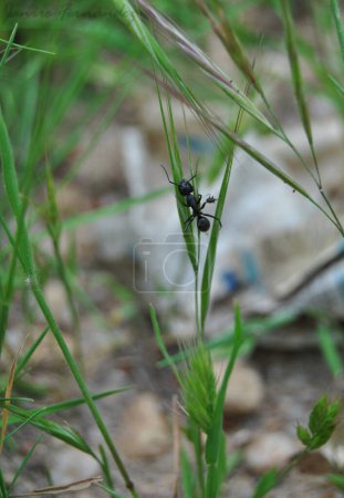 Foto de Macro Marvel: Pequeña hormiga trepando entre ramas de plantas - Explorando el intrincado mundo de las minúsculas maravillas de la naturaleza - Imagen libre de derechos