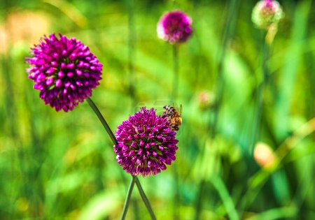 Téléchargez les photos : Journée ensoleillée d'été.Floraison oignon rond décoratif.Une abeille sur une fleur recueille nectar.Le fond est flou. Espace de copie. - en image libre de droit
