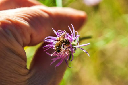 Photo for Sunny day. A hand holds a purple centauri flower. A bee sits on the flower. The background is blurry. Copy space. - Royalty Free Image