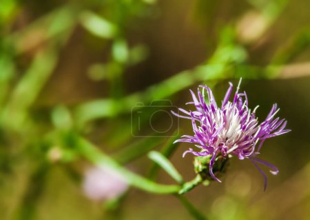 Photo for Sunny day.Purple centaurea flower.The background is blurry.Copy space. - Royalty Free Image