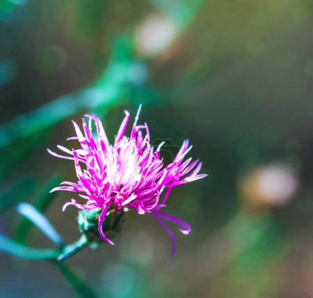 Photo for Sunny day.Purple centaurea flower.The background is blurry.Copy space. - Royalty Free Image