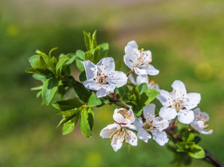 Spring blossoming apple tree. Blooming apple tree.The background is blurred.Copy space,