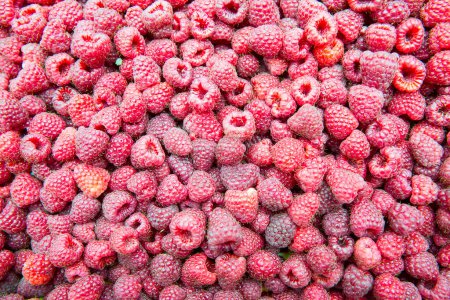 Photo for Pile of red fresh raspberries - Royalty Free Image