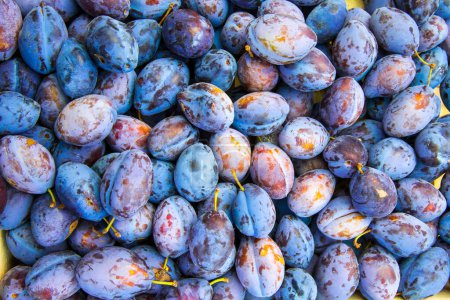 Téléchargez les photos : Pile de prunes biologiques naturelles - en image libre de droit