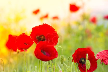 Téléchargez les photos : Fleurs de pavot dans le champ vert - en image libre de droit