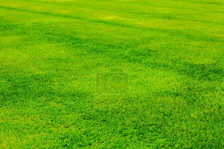 Photo for Green grass background texture. Element of design - Royalty Free Image