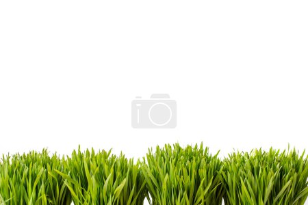 Téléchargez les photos : Herbe verte isolée sur fond blanc - en image libre de droit