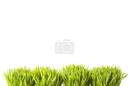 Foto de Hierba verde aislada sobre fondo blanco - Imagen libre de derechos