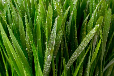Téléchargez les photos : Gouttes d'eau herbe verte - en image libre de droit