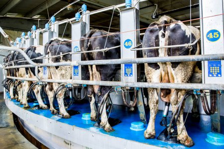 Téléchargez les photos : Installation de traite des vaches et équipement de traite mécanisé - en image libre de droit