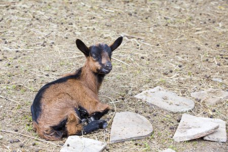 Photo for Newborn lamb lying on ground - Royalty Free Image