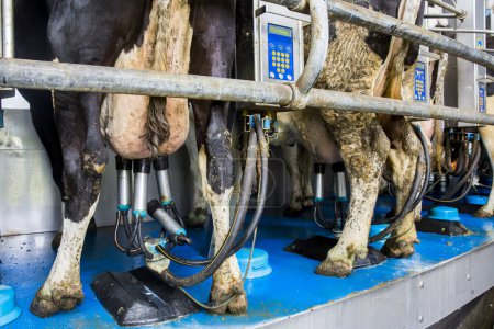 Téléchargez les photos : Installation de traite des vaches et équipement de traite mécanisé - en image libre de droit