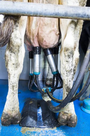 Foto de Planta de ordeño de vacas y equipo de ordeño mecanizado - Imagen libre de derechos